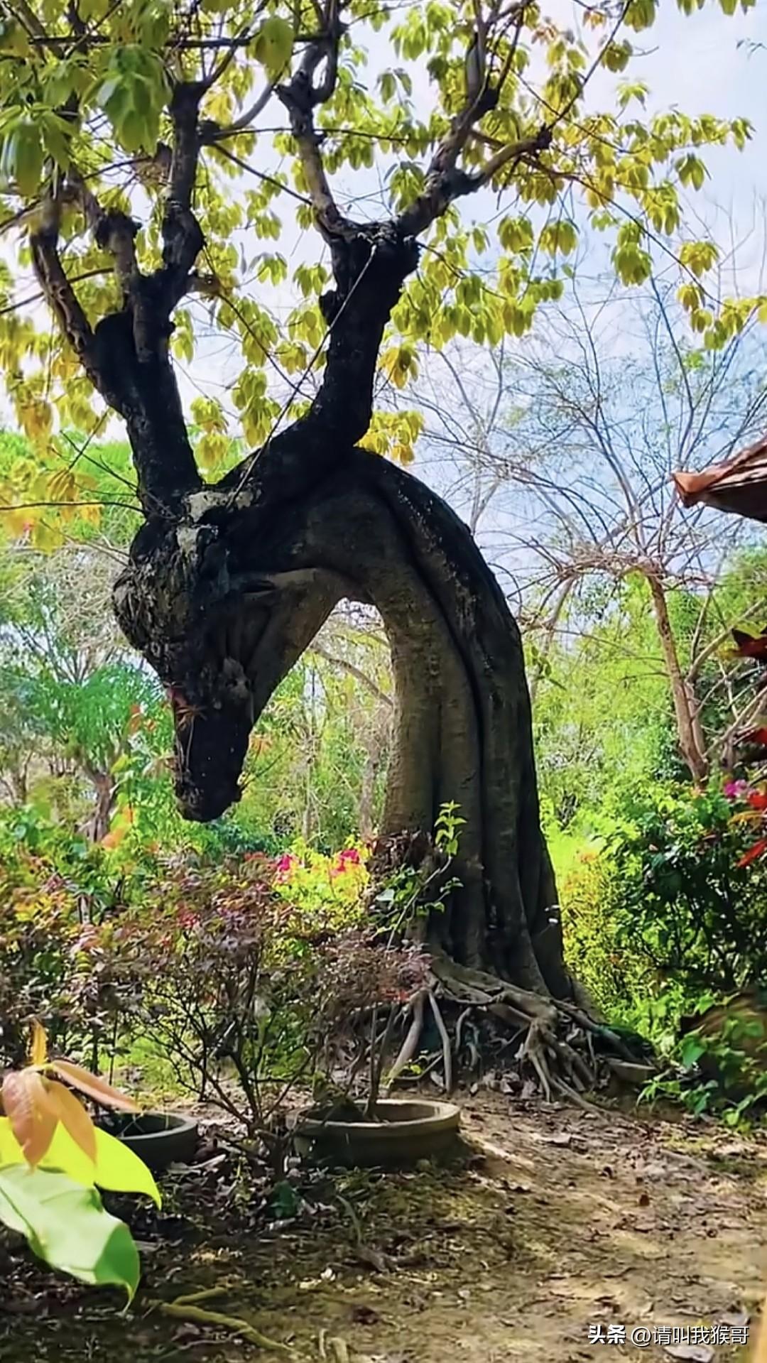 见者好运！深山里的植物 老树美景