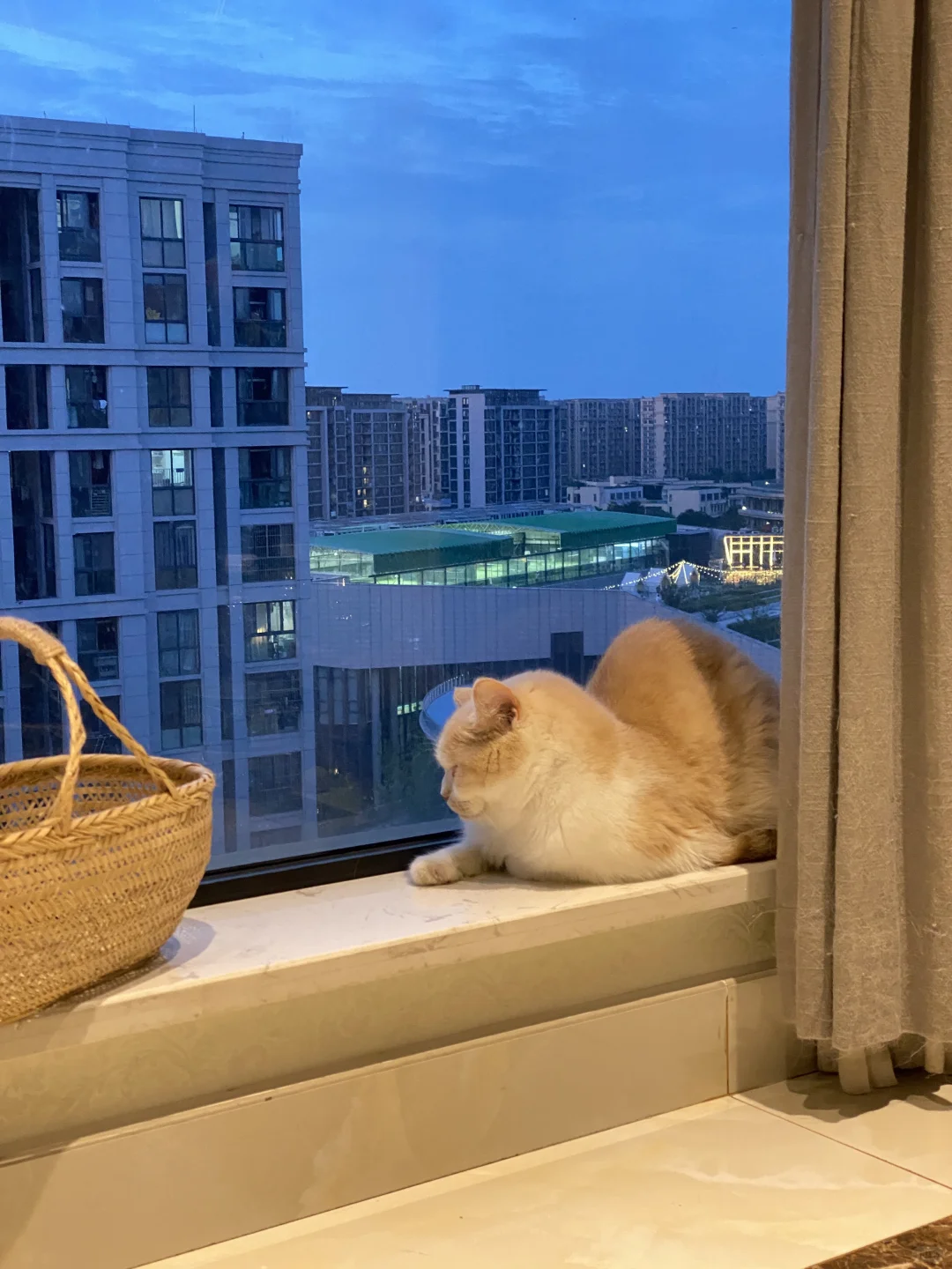 想你在喵星的第四天