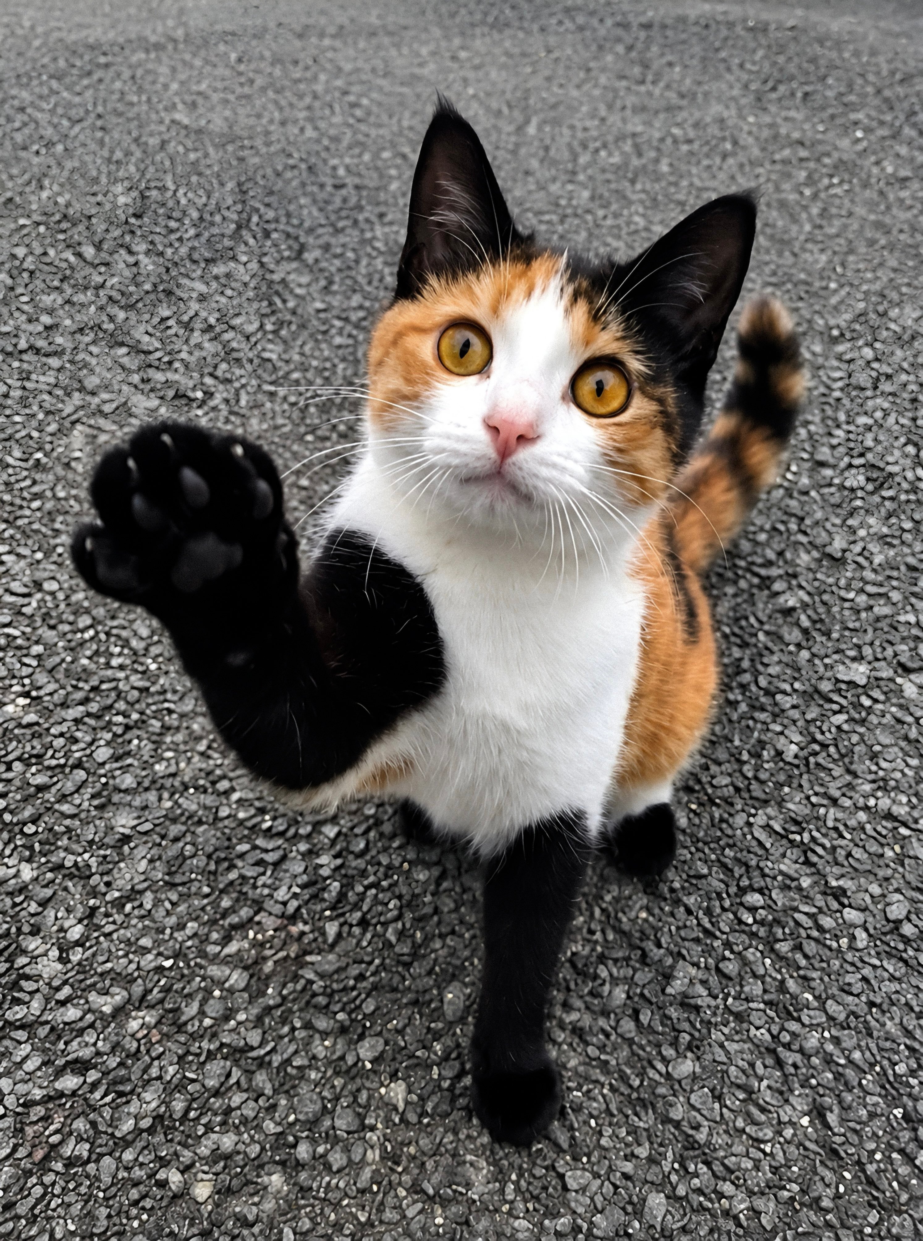 三花奶牛猫[憧憬] ​​​