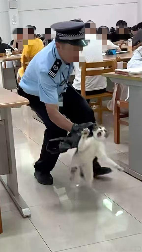 49773【丑猫】人 喵只是想读书罢了 