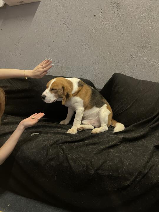 可可爱爱