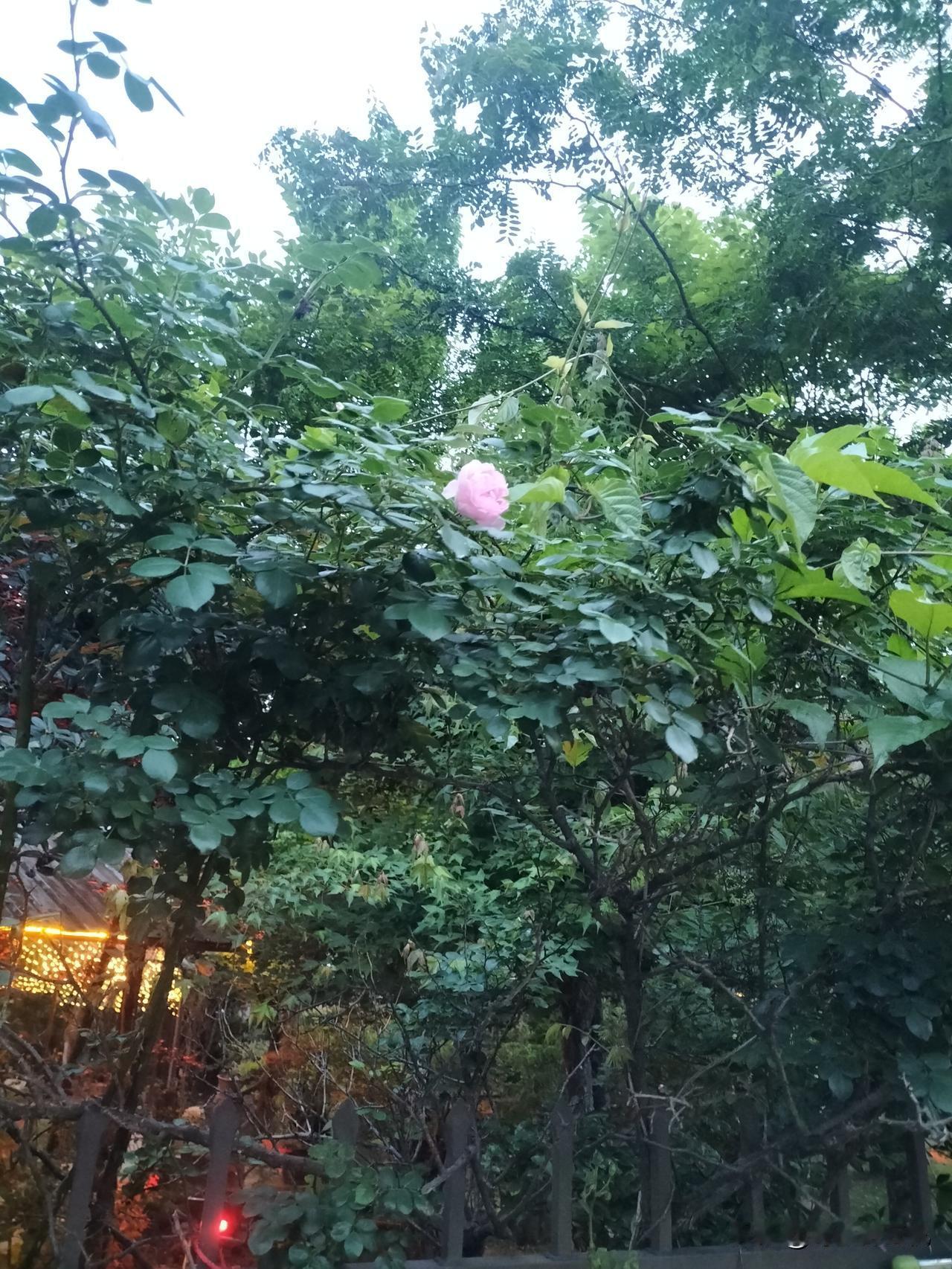 养成了每天散步的习惯，总是喜欢发现好看的东西[呲牙][呲牙]