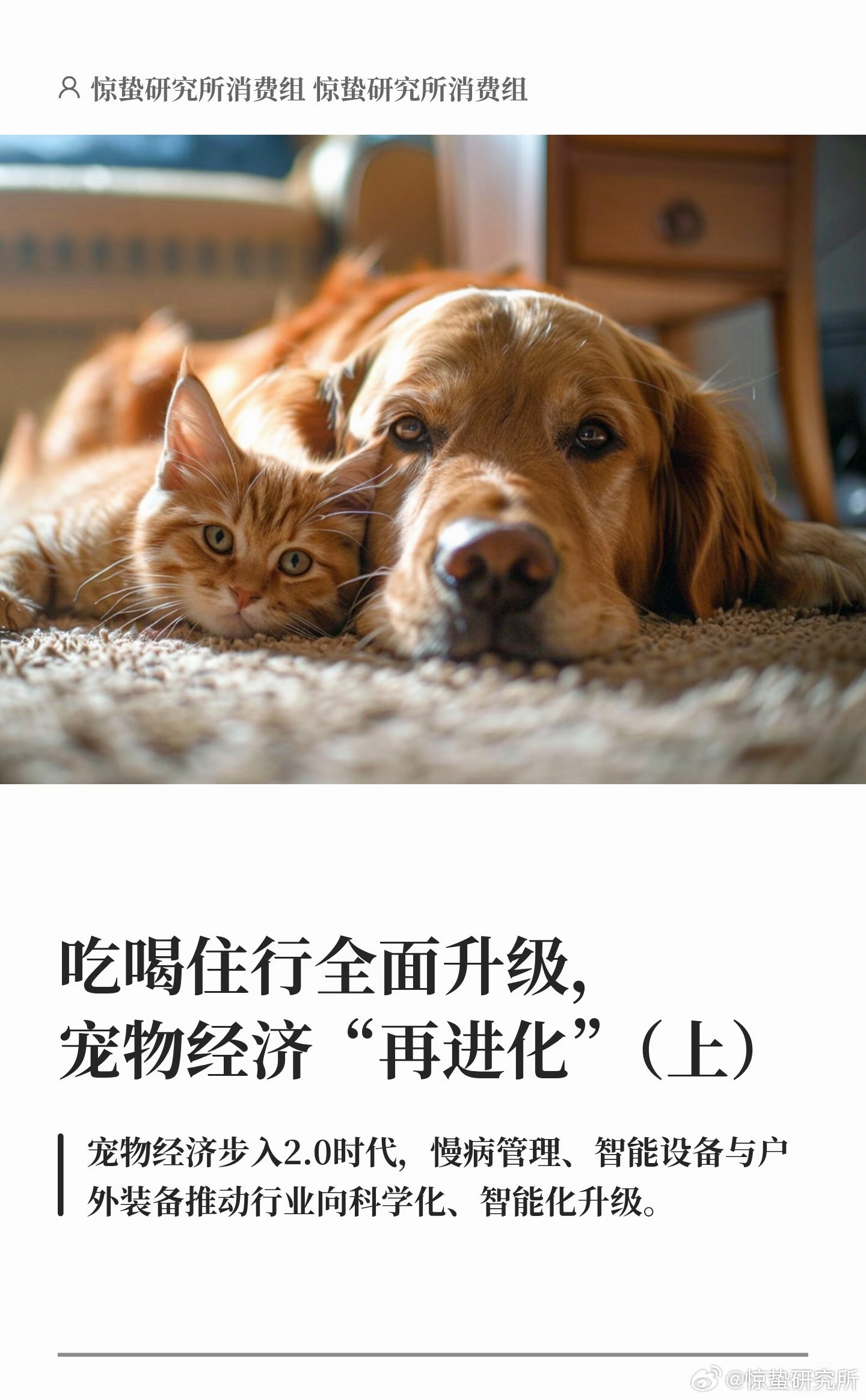 1.26亿只宠物，正在催生新消费版图（上） 2025年我国城镇犬猫宠物数量突破1
