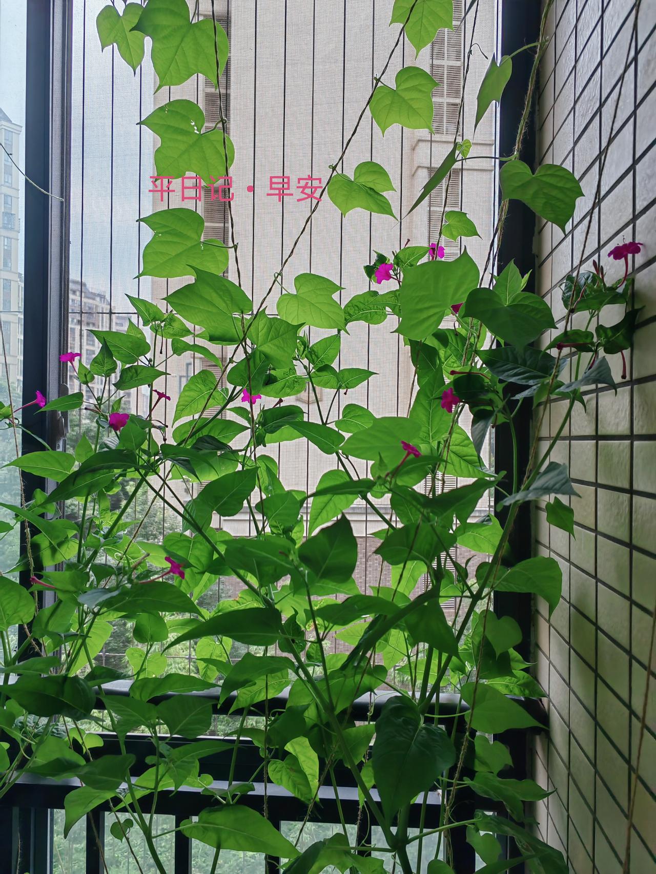 阳台上的夜来香。