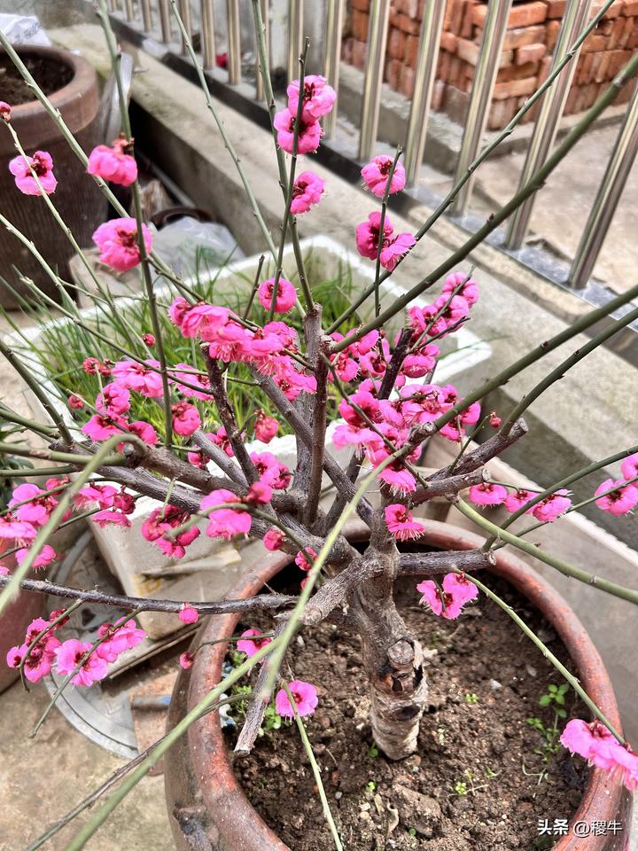 ——《小院春深》
人间四月芳菲尽，山寺桃花始盛开。
院子里梅花的盛开已然带给我不