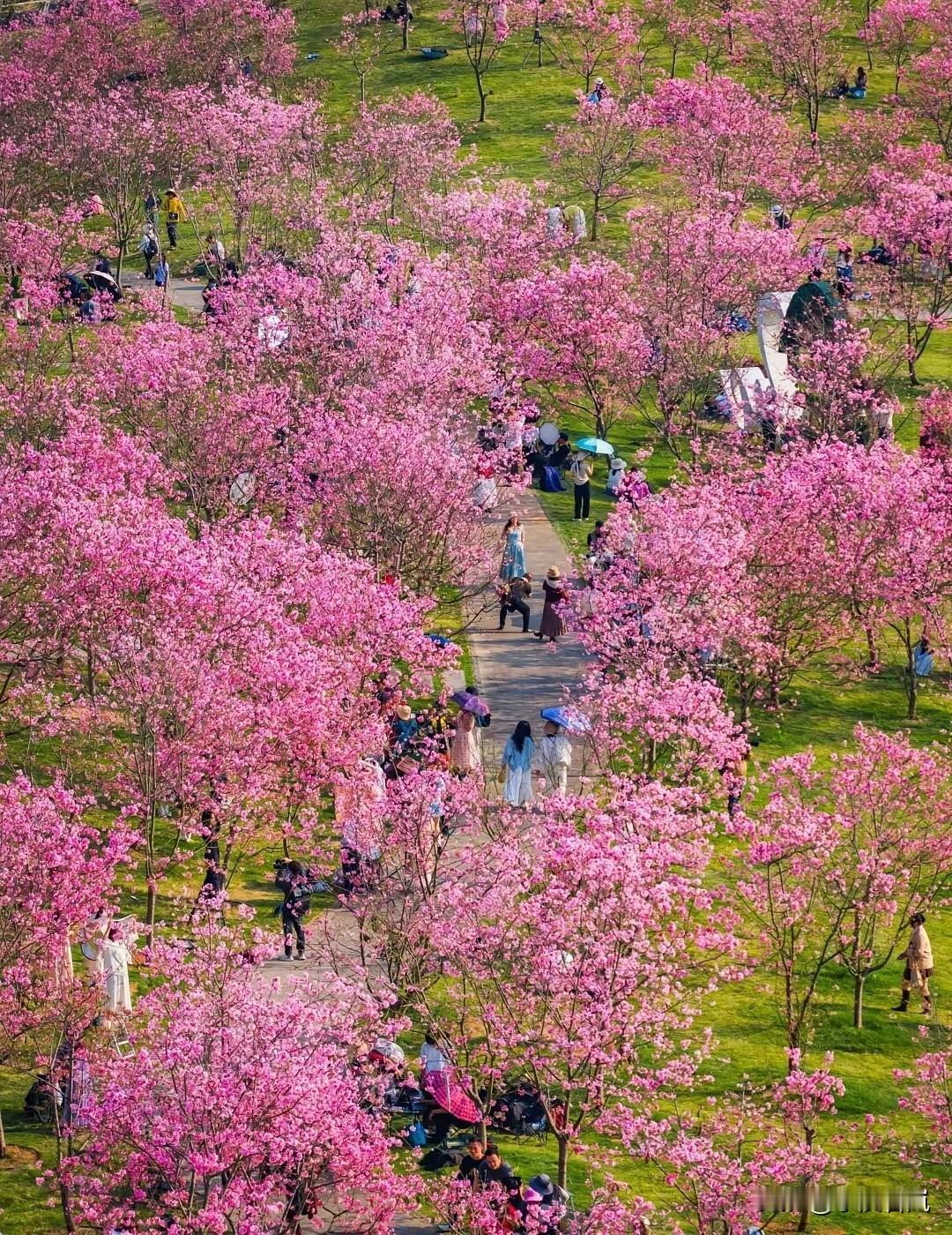 满屏的粉色，真的好漂亮。南宁青秀山的樱花园的樱花开得好漂亮。
      从高处