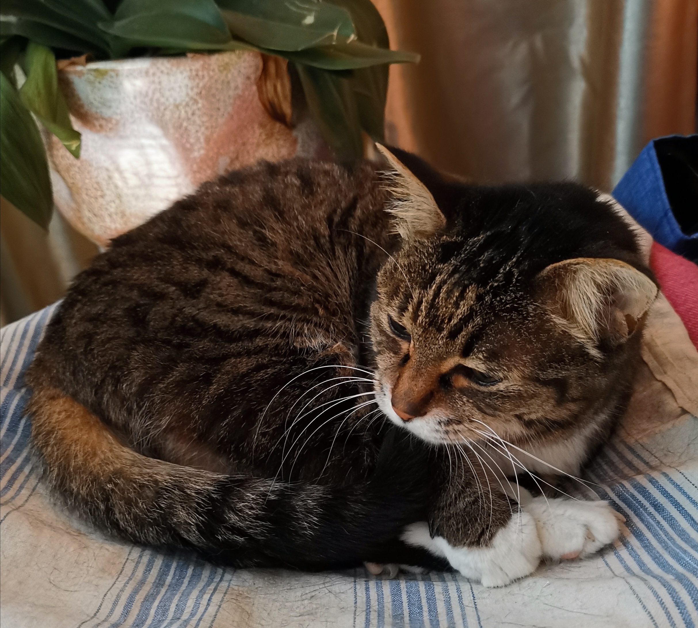 猫宁。昨日事忙，暂停猫宁。今日多帅强弟。一日二猫，洋猫中猫，昨日今日。