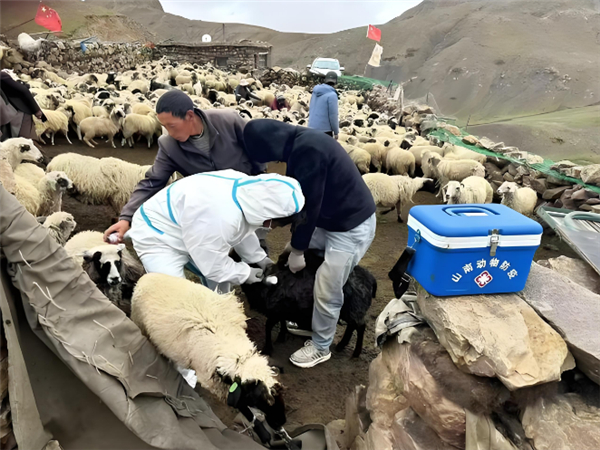 【我国成功研发牦牛重要传染病智能检测设备 最快40分钟出结果】据媒体报道，在西藏