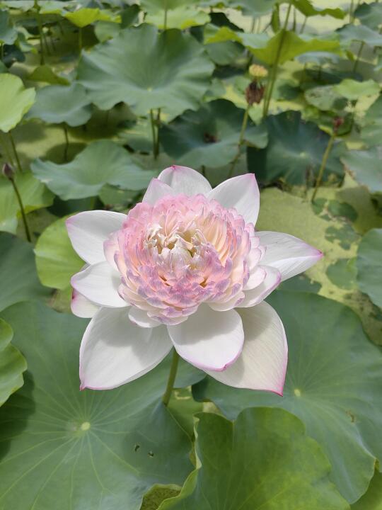 荷花 巨无霸