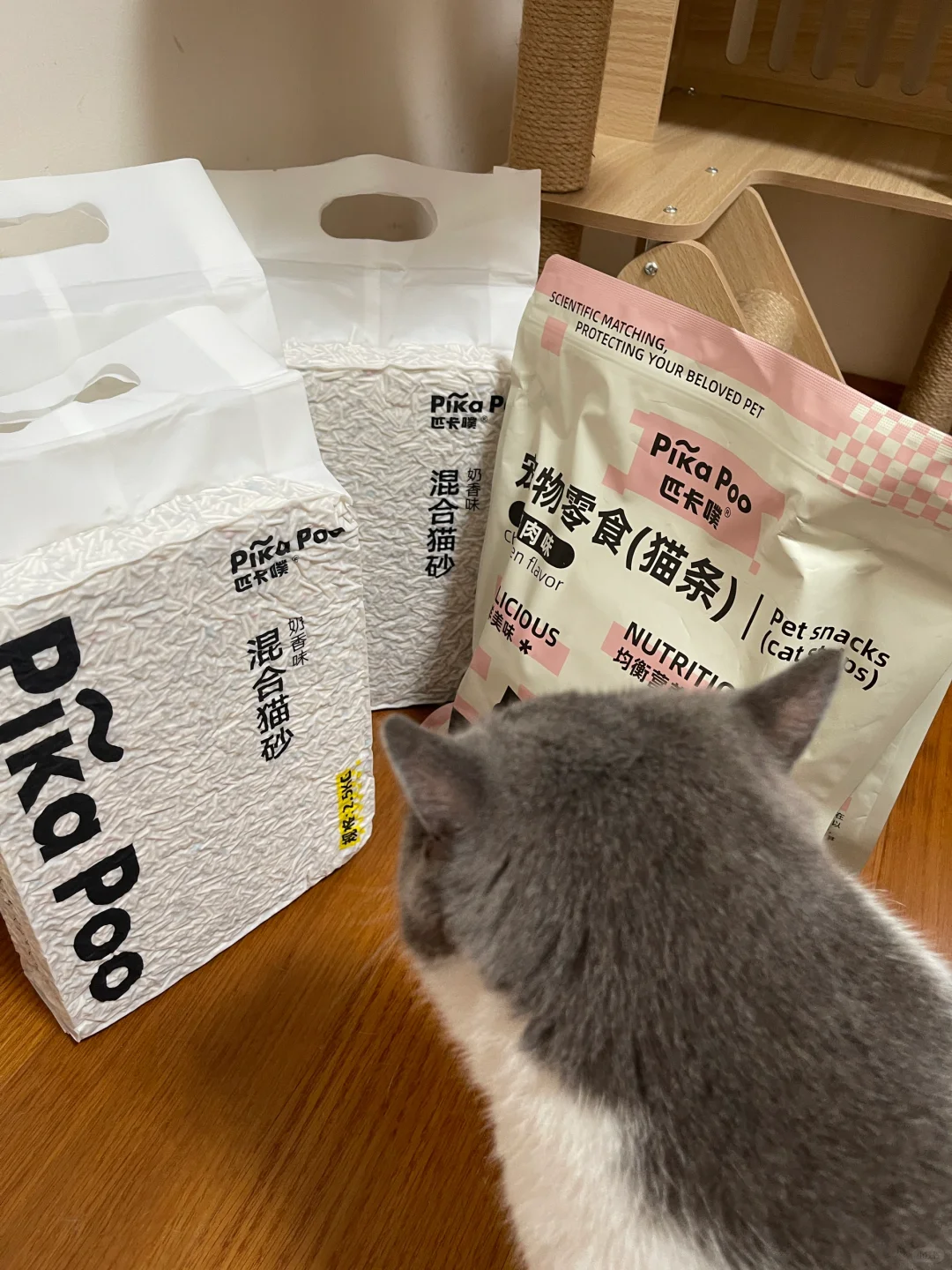 分享今日份快乐小猫