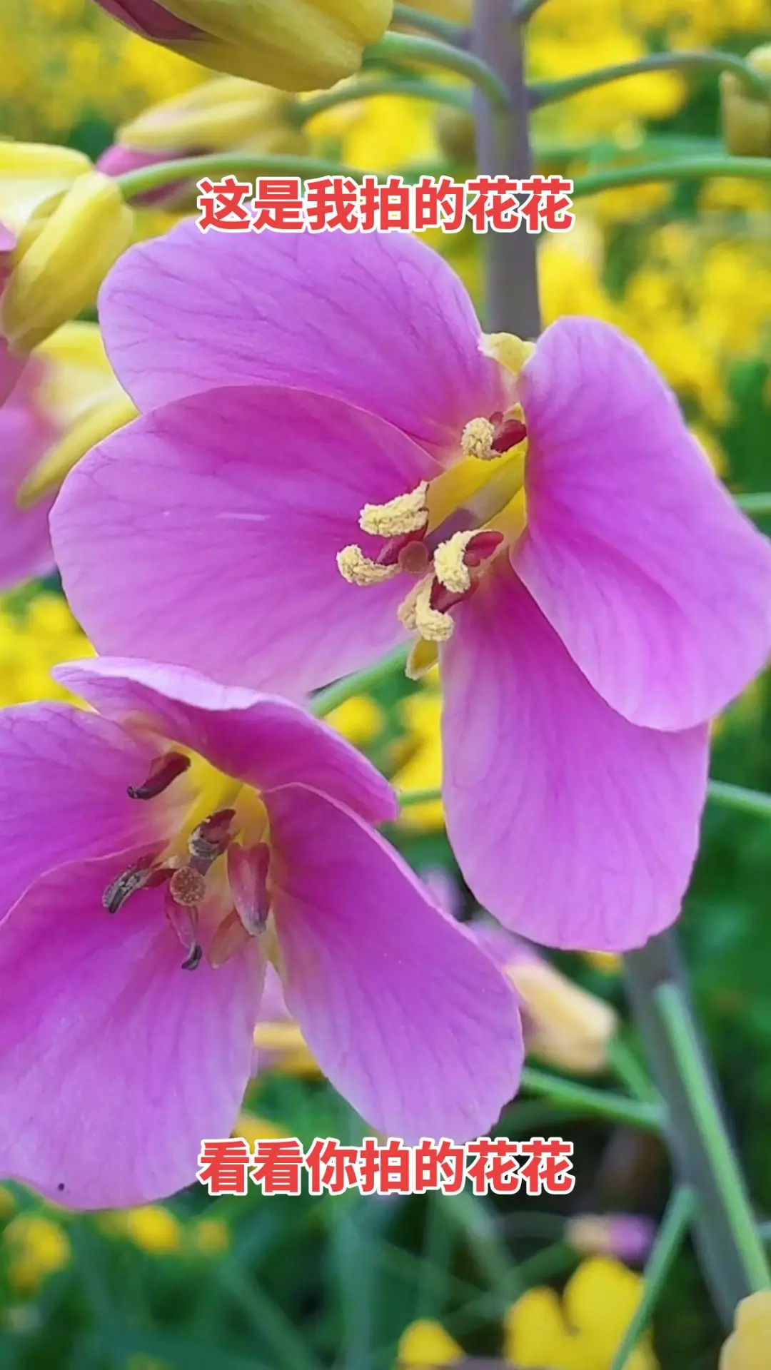 看到油菜花，祝你往后余生有财发！有钱花！🌸🌸