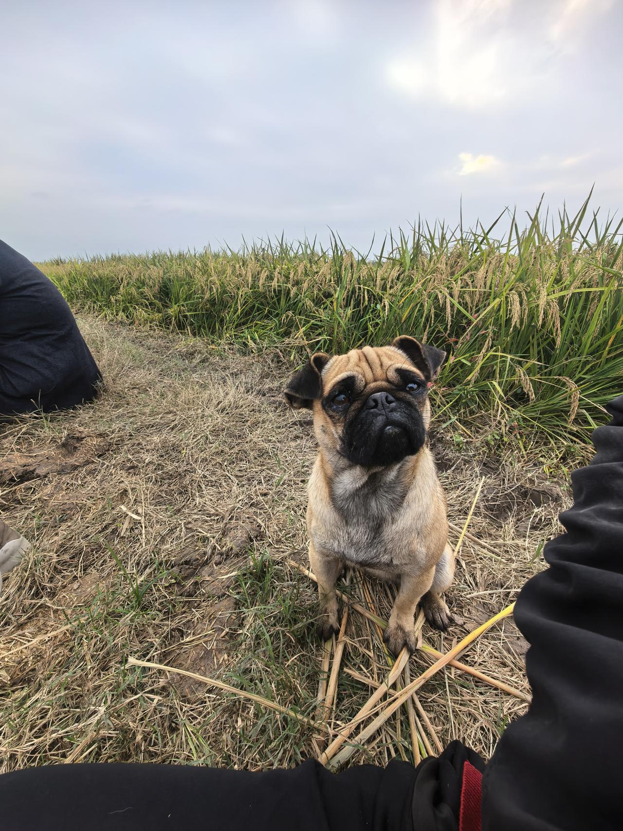 晒图笔记大赛水稻🌾边上的小狗