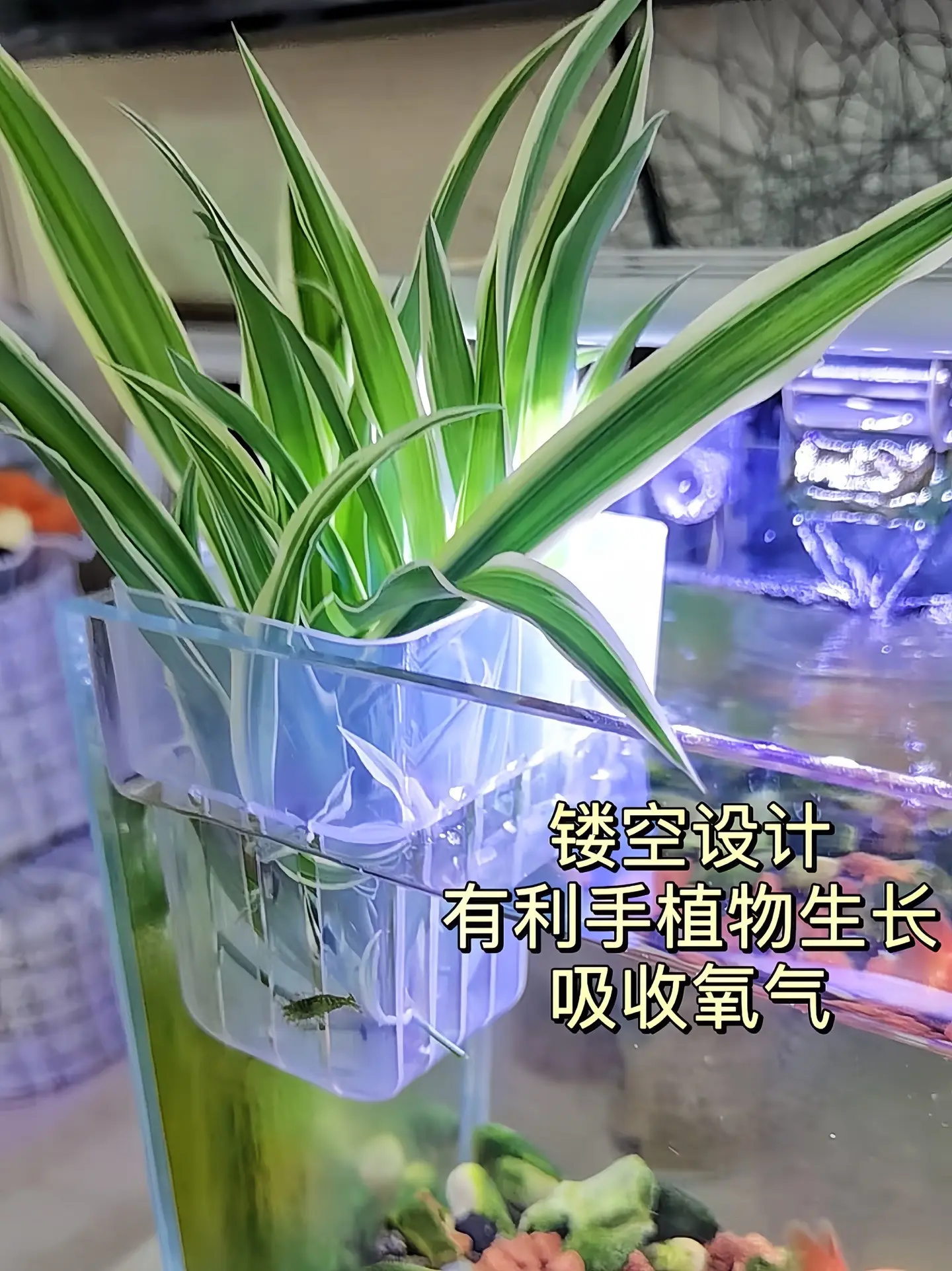 一、实用性  1. 固定作用：可以将水培植物稳稳地固定在鱼缸中，防止植...