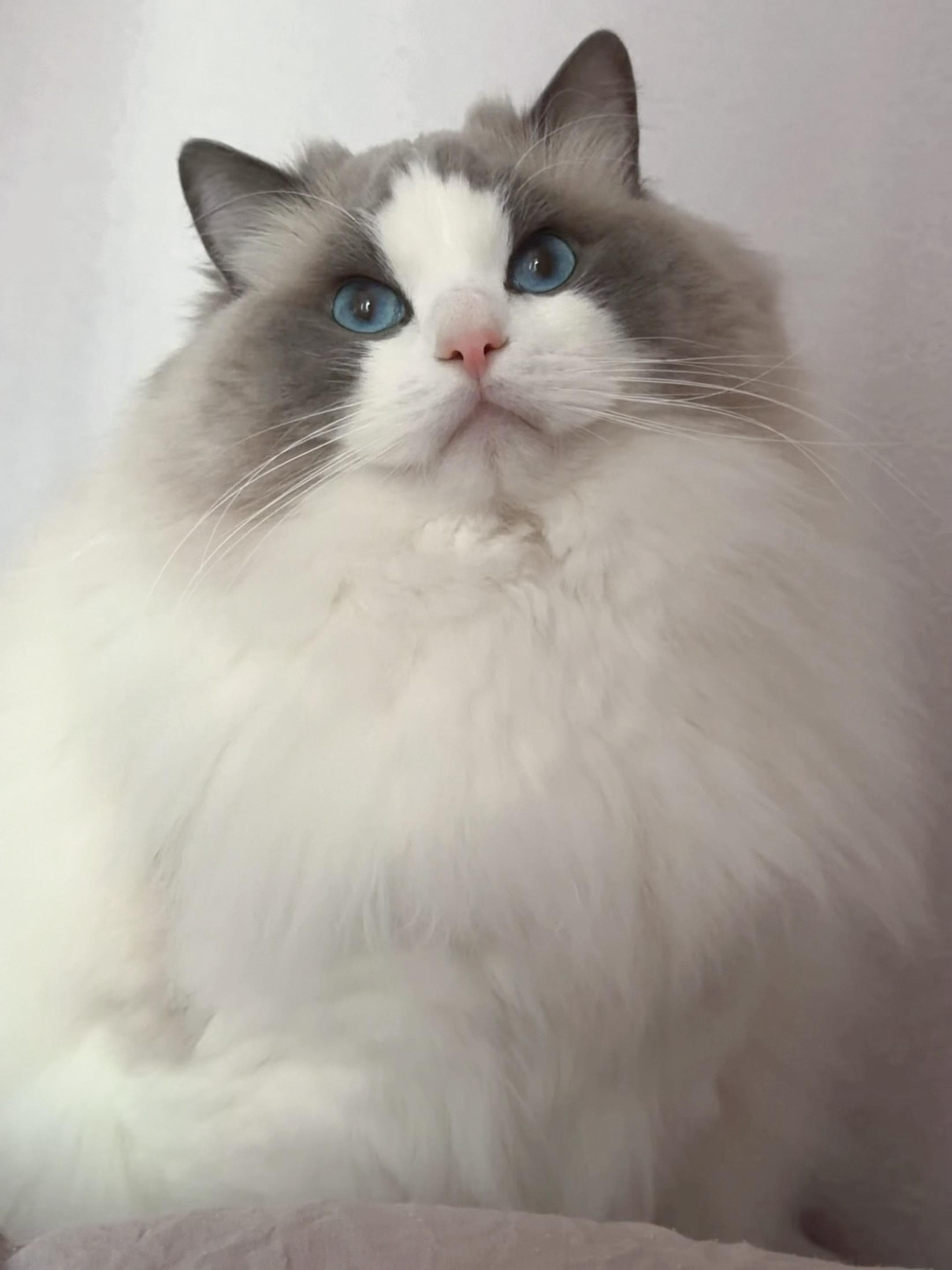 威武的猫王