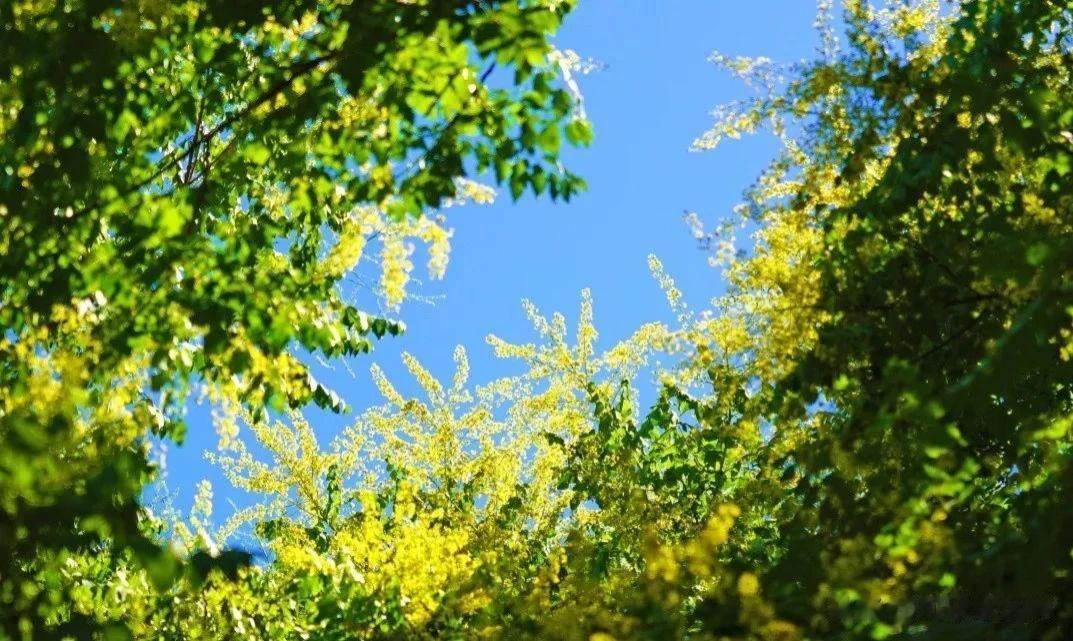 中山公园的愉园——栾树！
这儿的栾树，貌似永远比其他地方的栾树，开花，结果都要晚