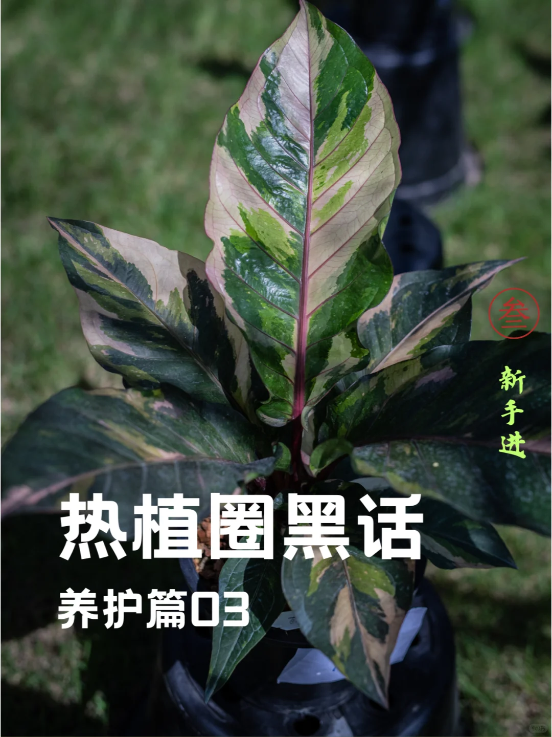 新手必看✅热植圈黑话之养护入门03