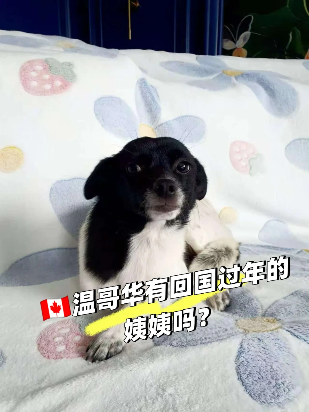 小狗奥利奥🇨🇦求一张飞温哥华的机票