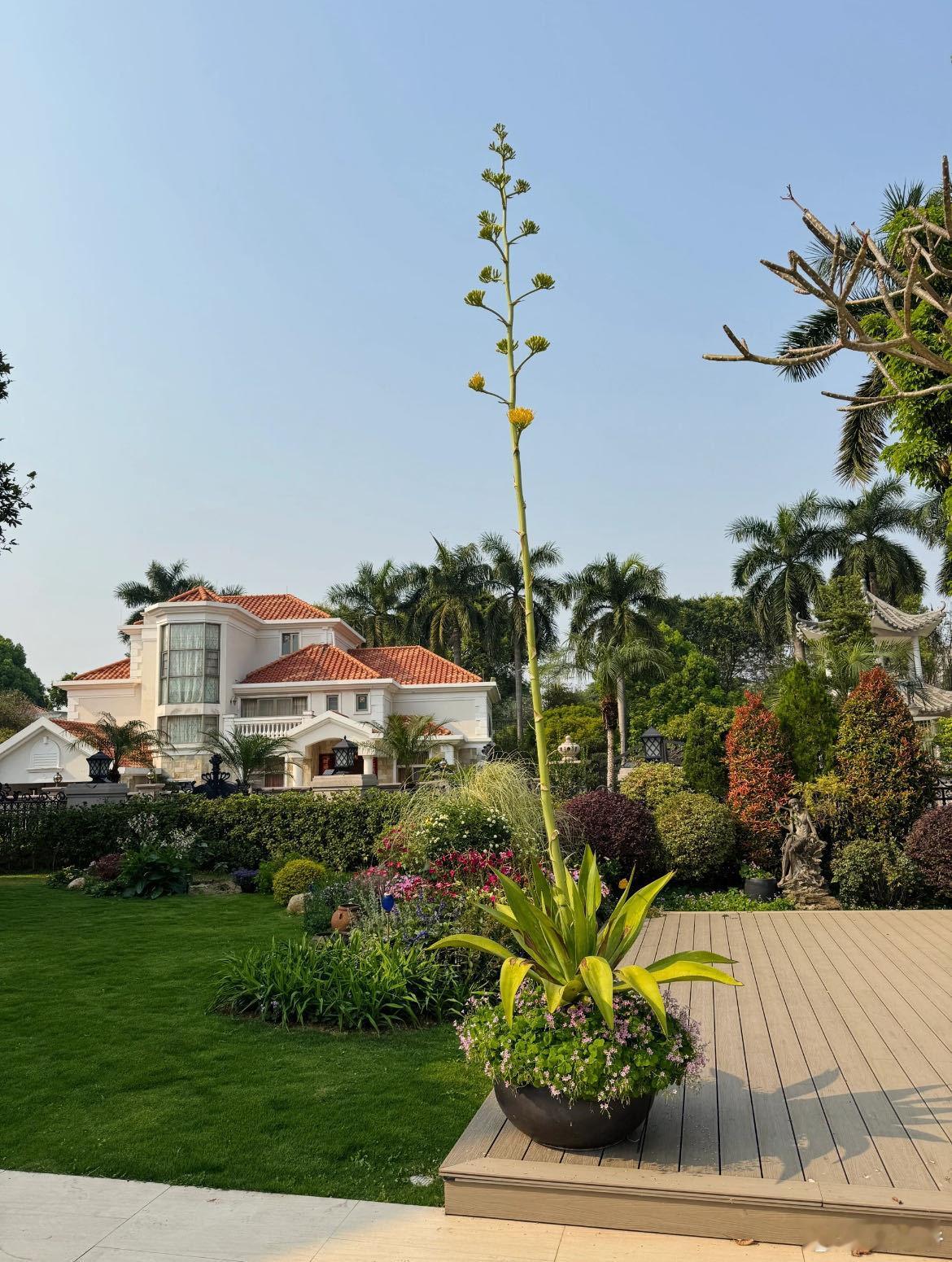 原来这不是芦荟啊龙舌兰一生只开一次花 被龙舌兰的浪漫戳中！以前总认错，现在知道它