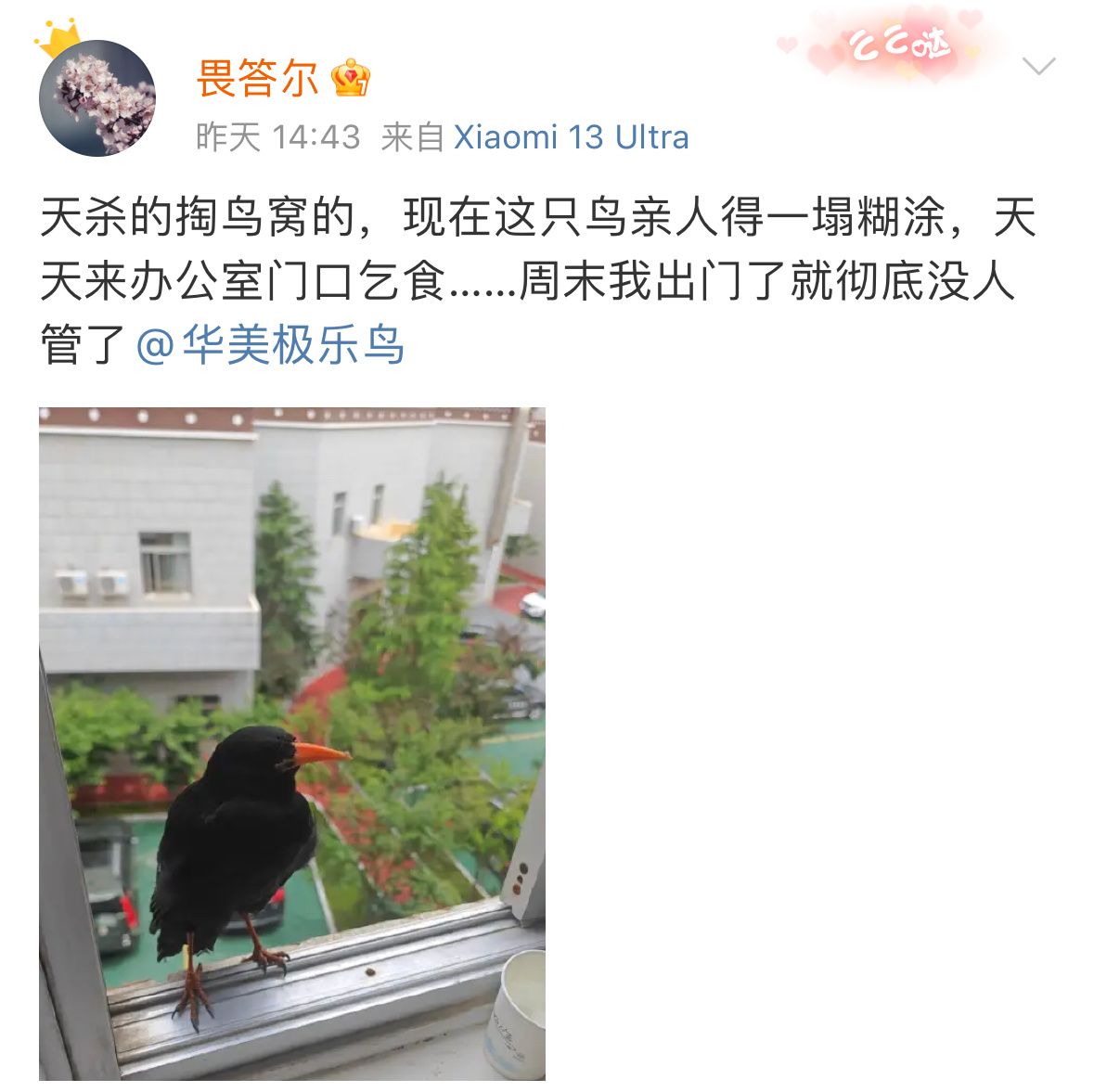 #鸟粉投稿# 被祸害的【红嘴山鸦】它一点都不怕人，相反会主动靠近人类索要食物，这