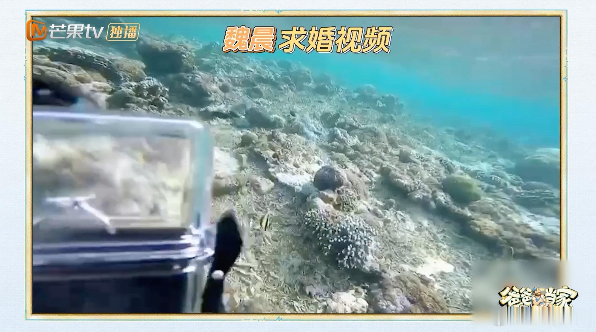 魏晨水下求婚 老婆只顾着追鱼魏晨精心准备水下求婚，结果老婆一门心思追小鱼，还喊他