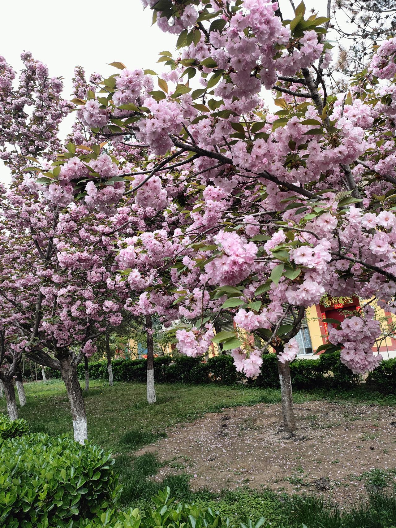 一簇簇晚樱缀满枝头，开得热烈又温柔。
慢下来，赏一赏春日盛景，日子也跟着明媚起来
