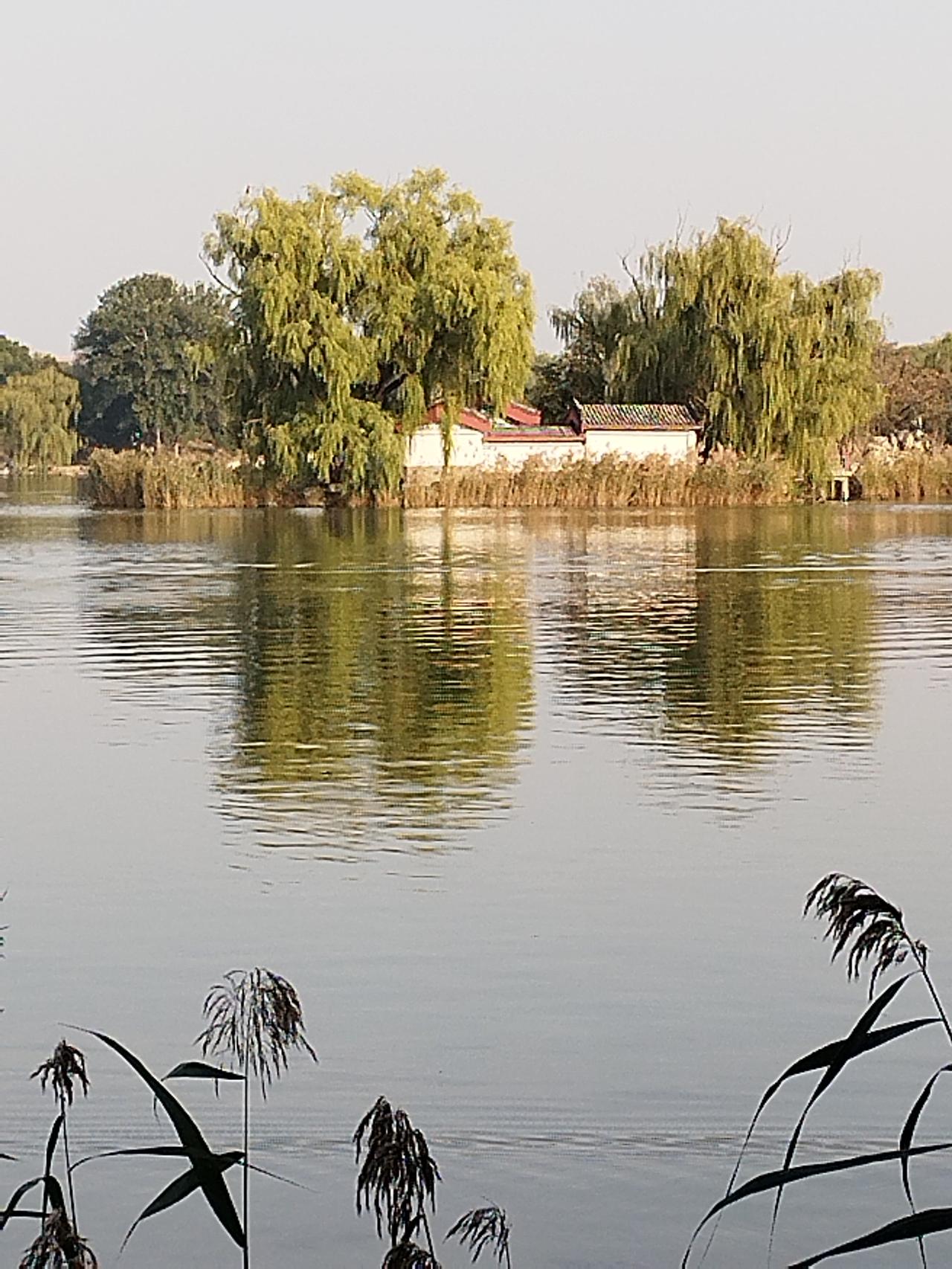 圆明园的福海挺大，秋景浓郁。
有的树叶落地了，没落地的叶子也发黄了。周围的草枯萎