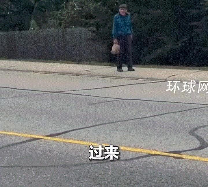 加拿大一位大爷，手里拎着一个袋子走在街头，但他未察觉的是，此时他身后竟有一头黑熊