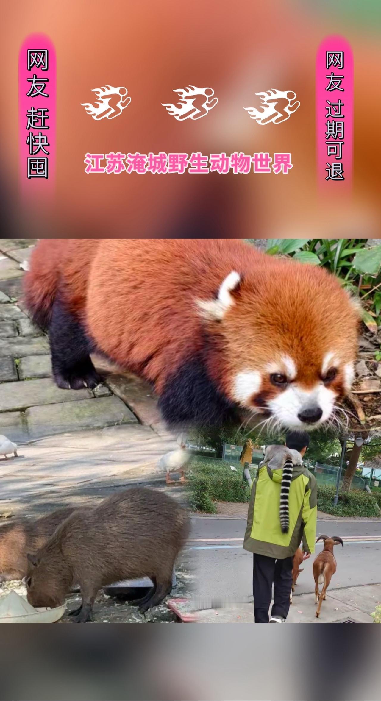 #野生动物零距离 #人与动物和谐共处 #动物世界 #神奇动物在抖音 #动物萌时刻