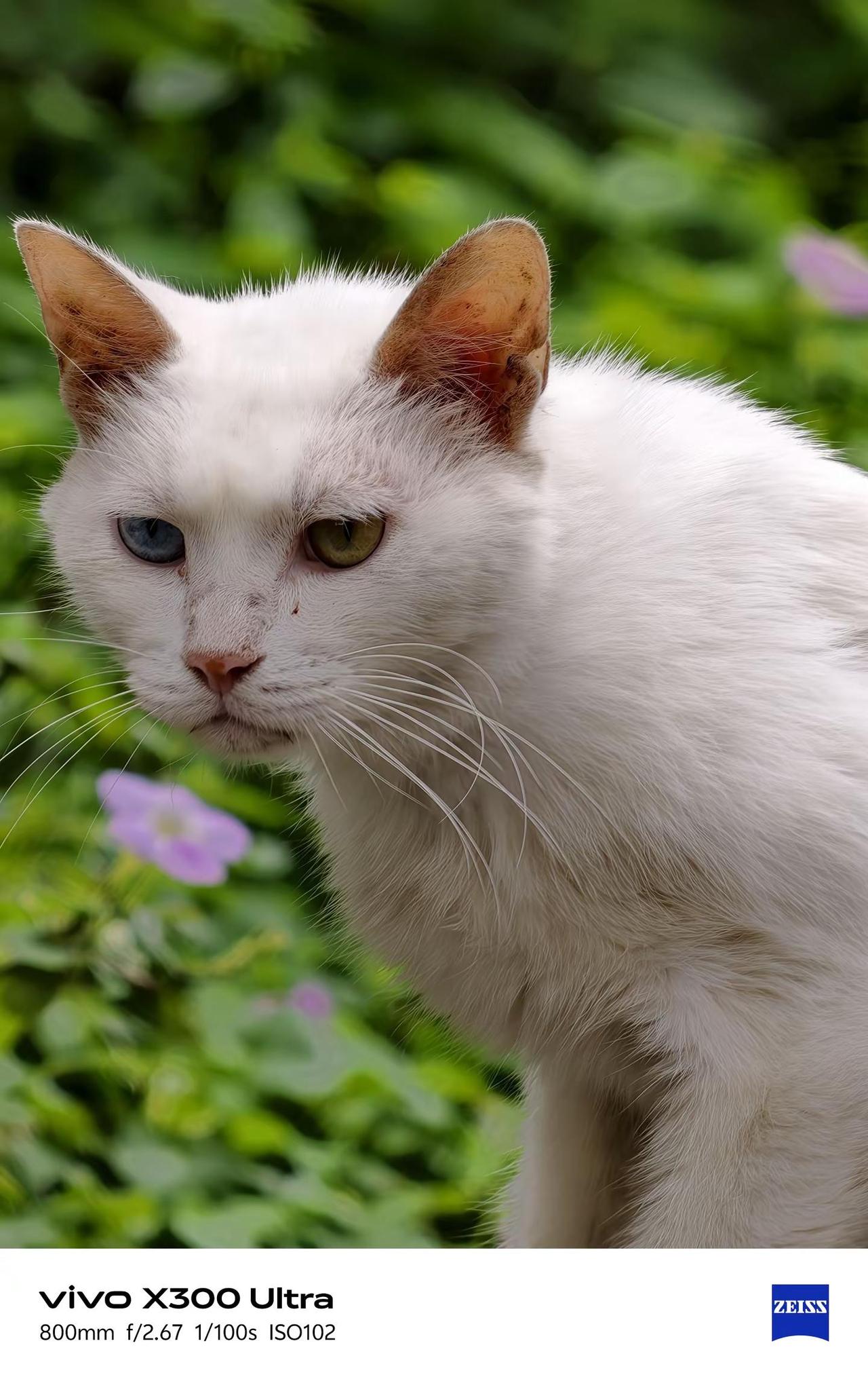 今天拿vivo  X300Ultra 去深圳洪湖公园打鸟，顺手也拍了猫咪和植物，