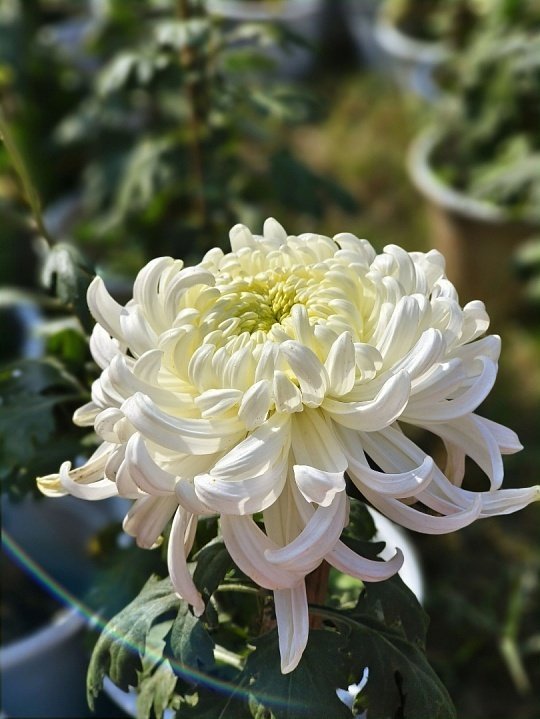 看点漂亮菊花吧 