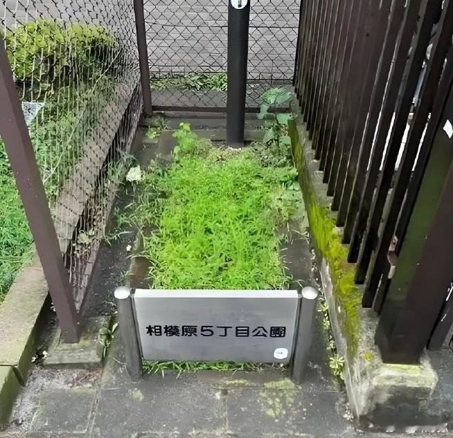 听精日说东京的公园比深圳还多，刚开始我是不信的，后来看了日本的几个公园，我确实信
