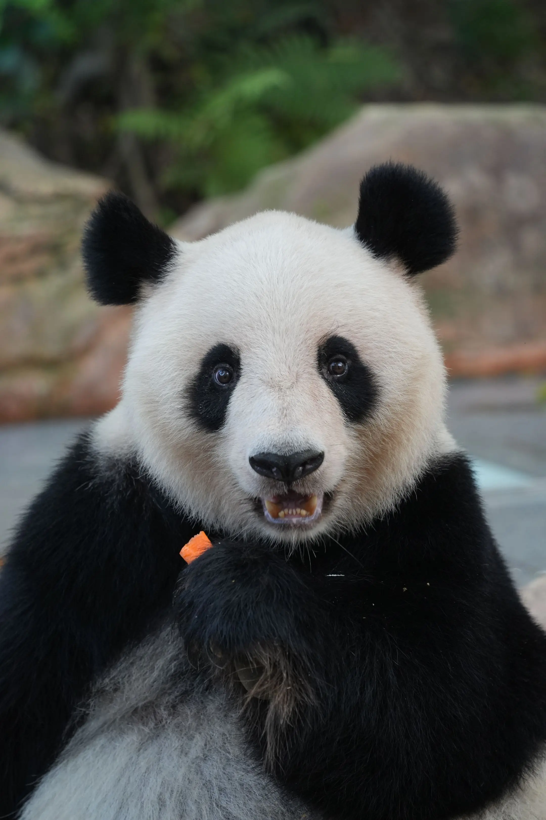 隆隆真的真的好可爱啊，又很美，甜甜的。