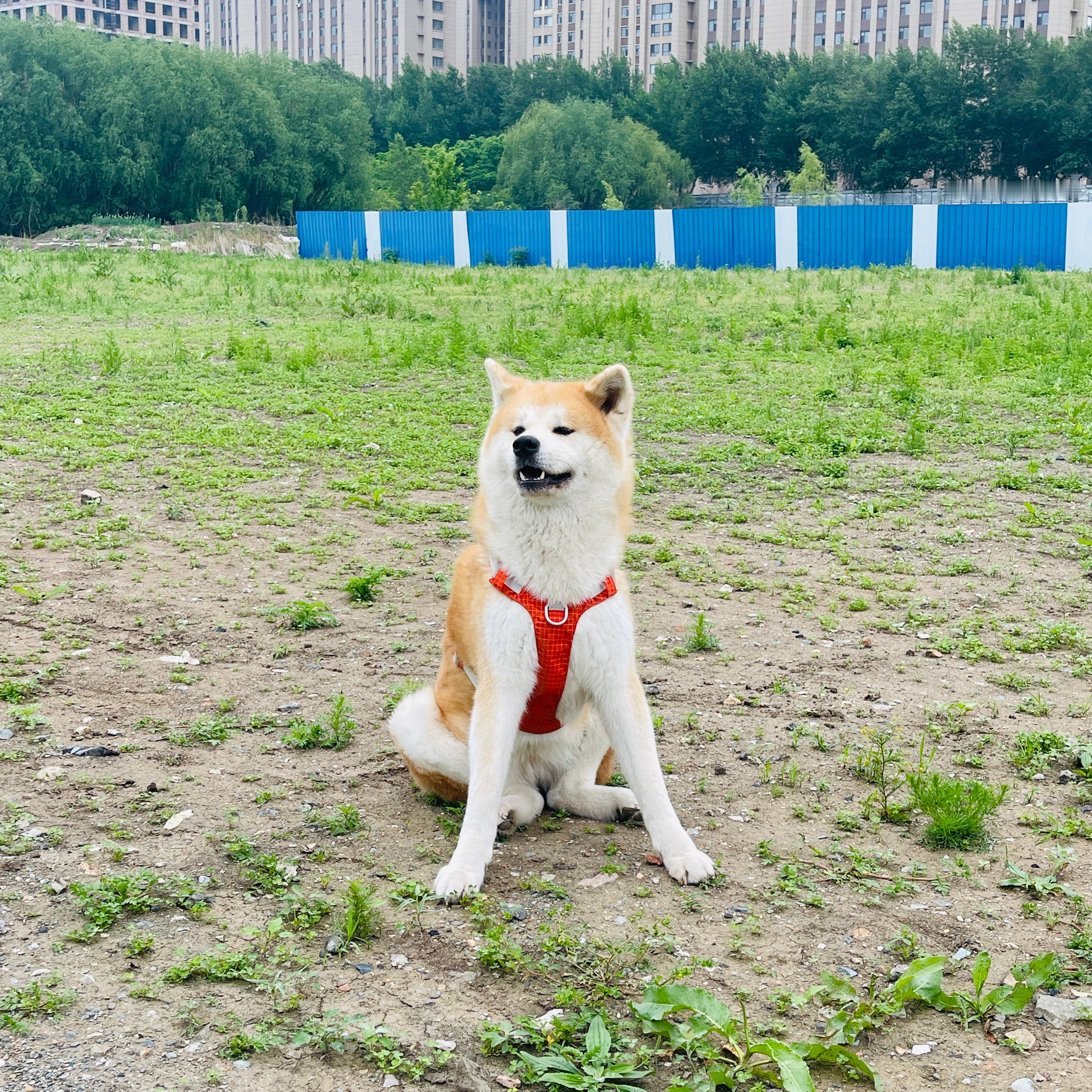 何意味啊，笑嘻嘻的看着我，就是不回家宠物日常秋田犬