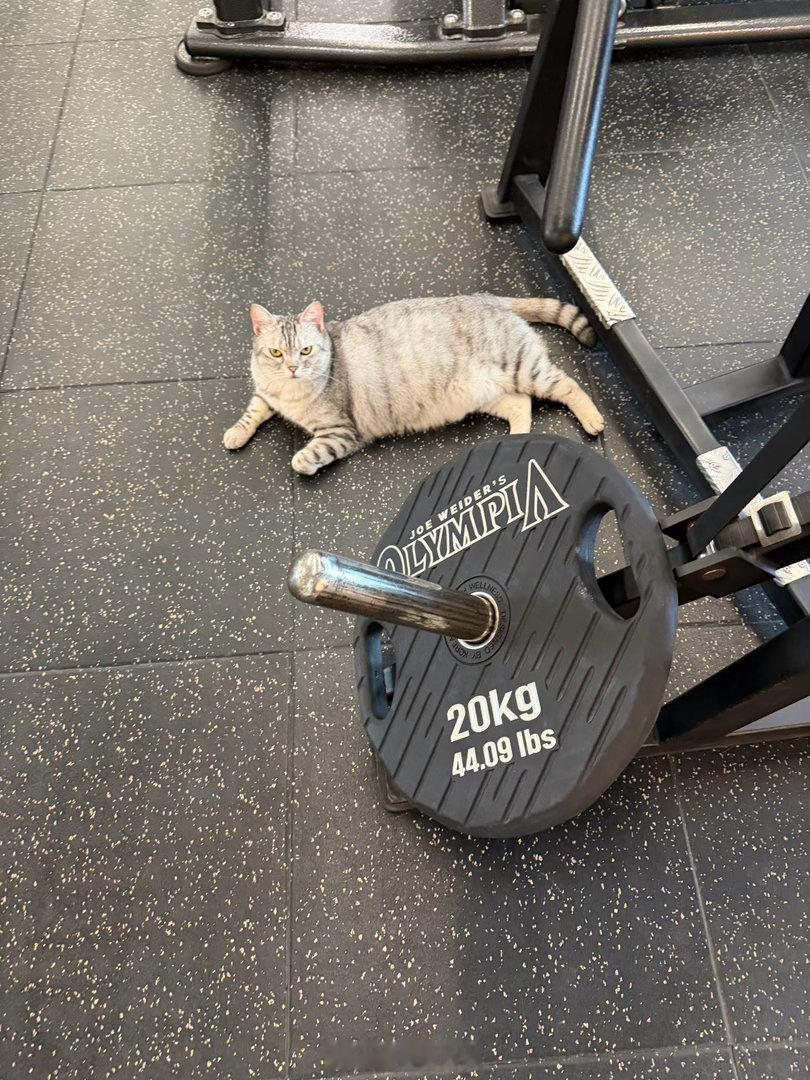 北京碎片 看在猫的份上，这个课我买了！ 