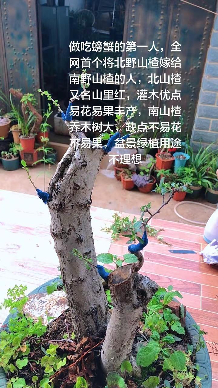 我将北方野山楂山里红，嫁给云南的野山楂。做吃螃蟹的第一人，全网首个将北野山楂嫁给