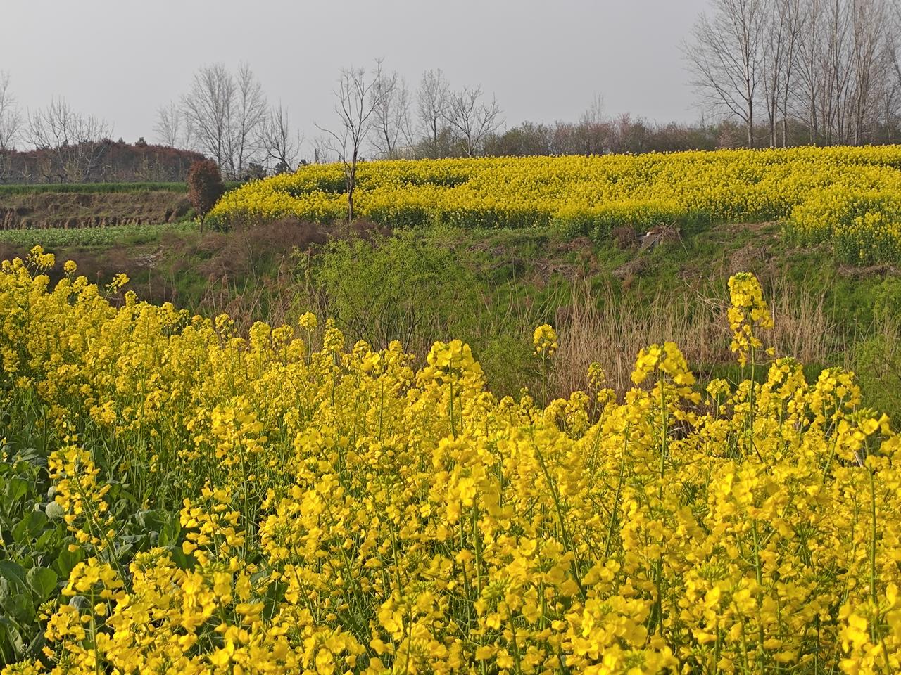 心脏搭桥和装支架是一回事吗？哪个手术危险些？
不是一回事，心脏支架是微创“疏通”