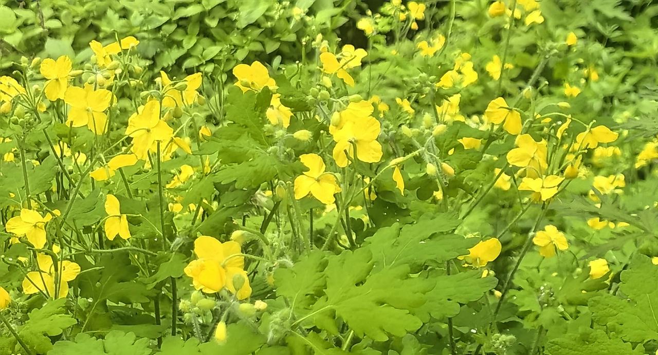 黄花开满野，绿草映芳菲。