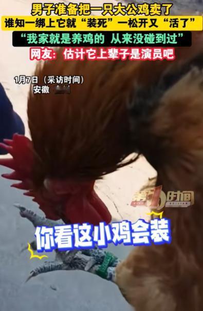 “科学都解释不清了。”近日，安徽一男子，准备将自家养了3年的大公鸡卖掉，谁知，当
