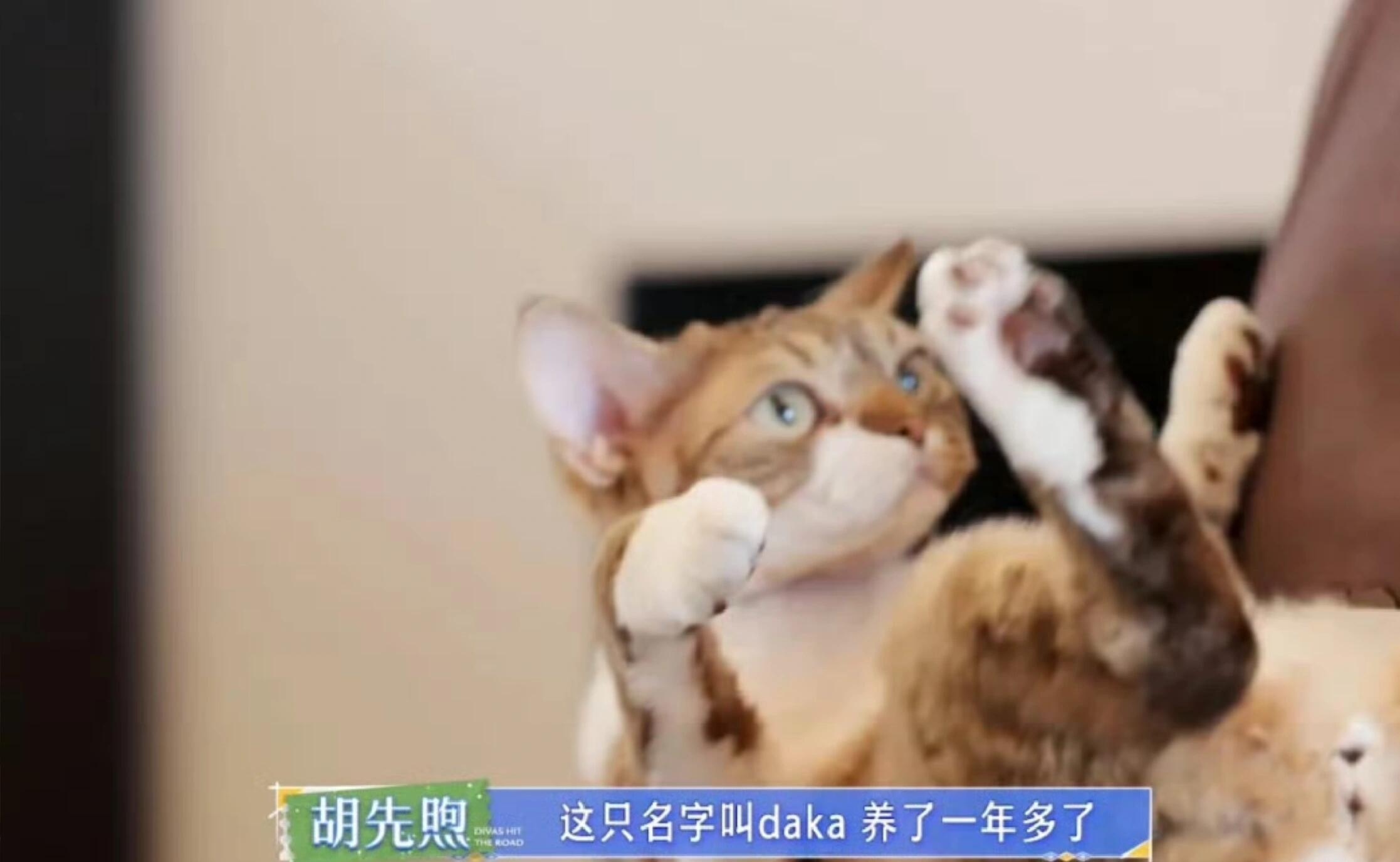 胡先煦的发色随咪了 猫毛过敏也要养猫的爱猫男胡先煦