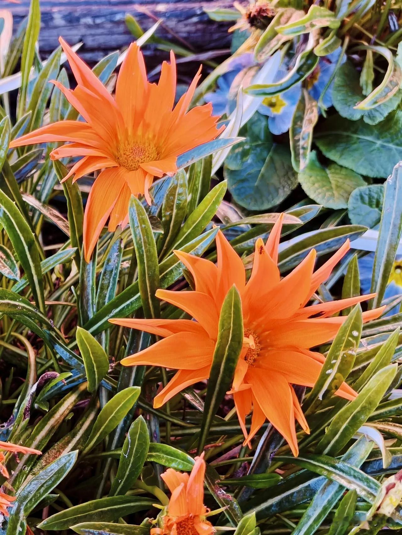花园里有一种花，昼开夜合，花色明艳热烈，但一直不知道它的名字，今天问了一下豆包姐