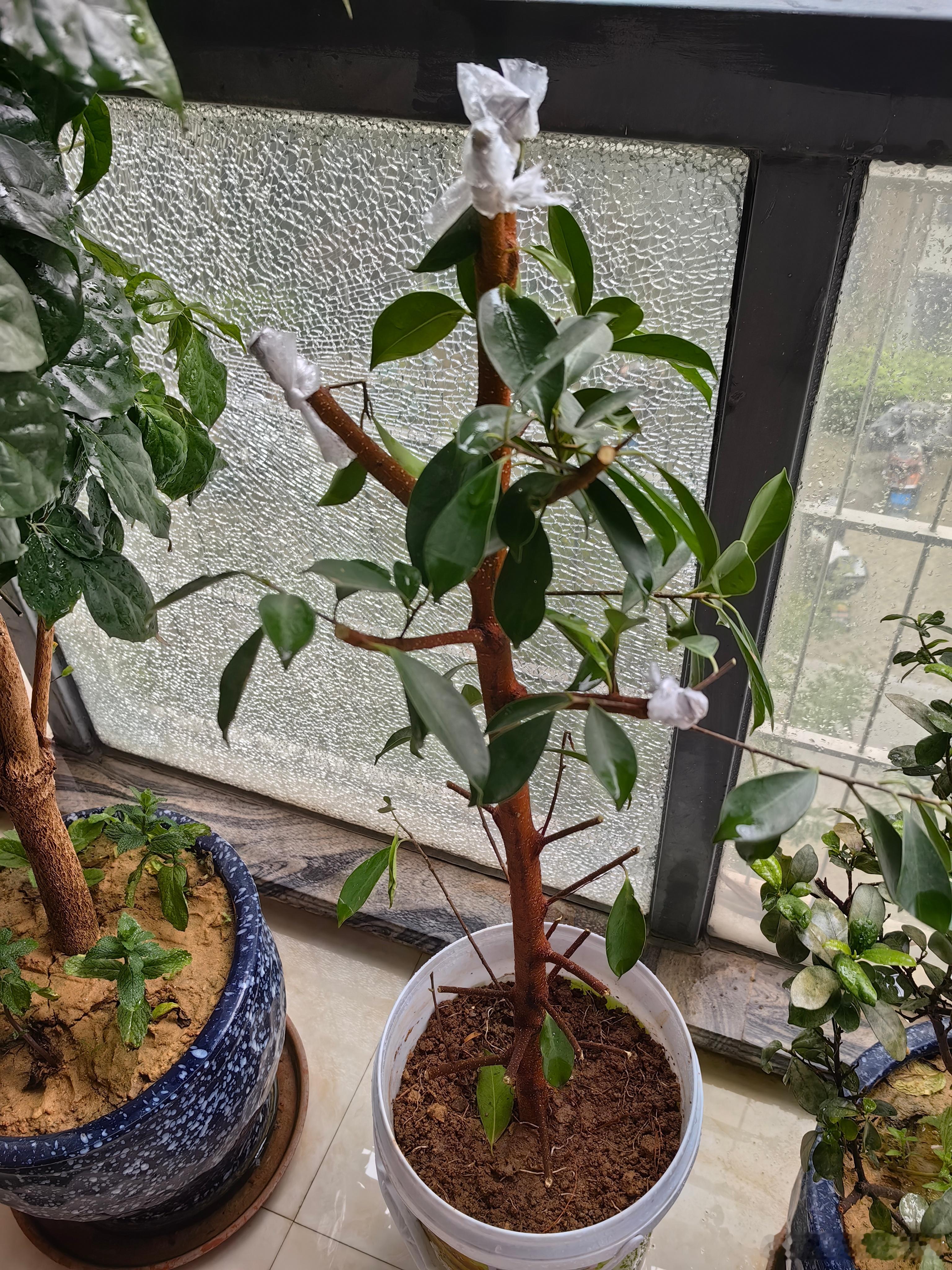 当你在拿着鲜花和掌声时我们还在种树。空气好。 