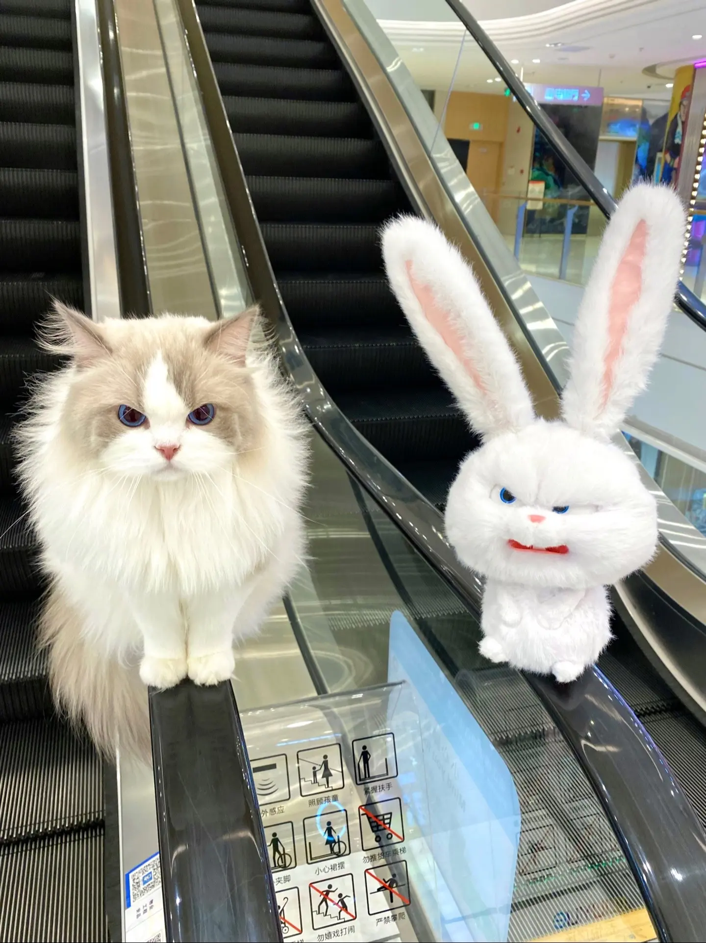 不给买 我就生胖气！奶米：我就要买它！不买不走了