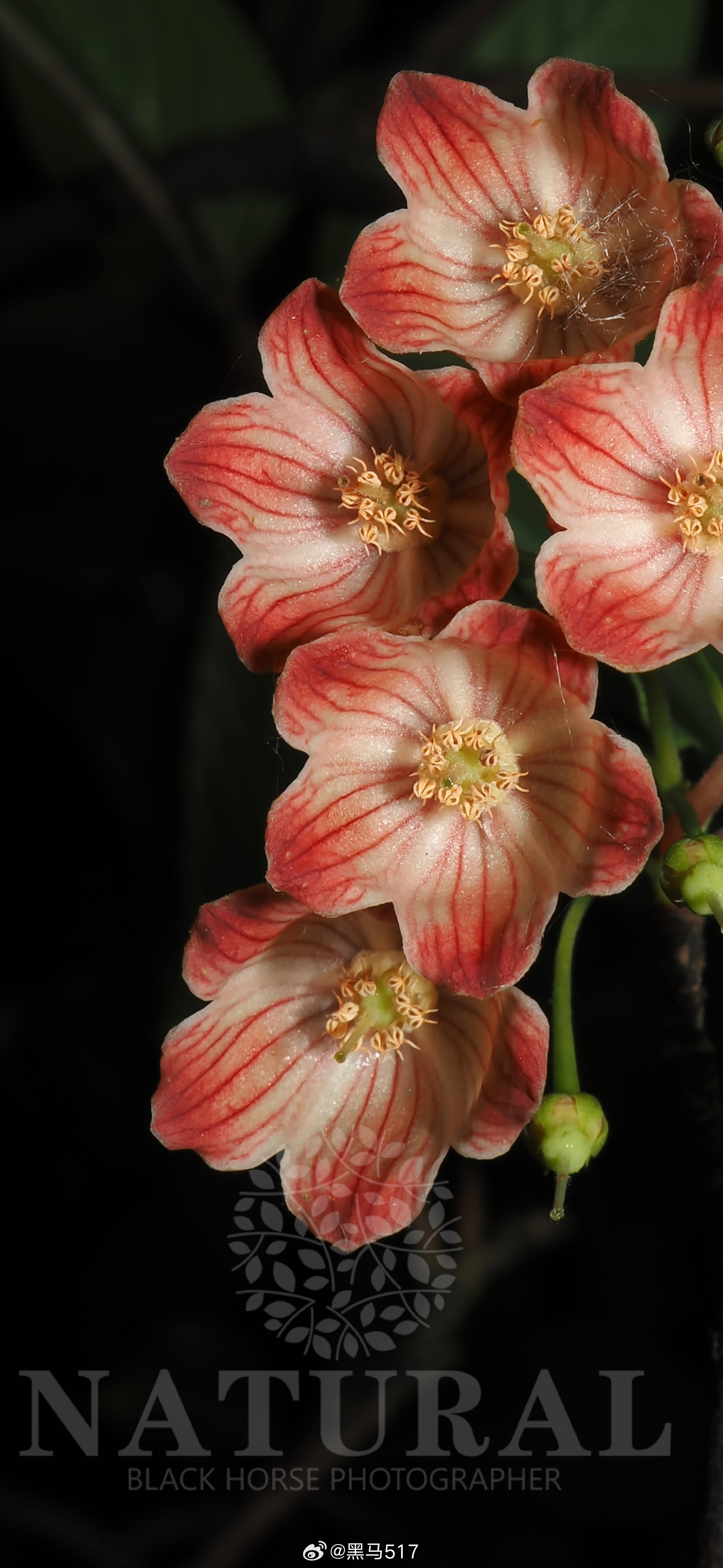 毛叶吊钟花 Enkianthus deflexus 杜鹃花科   吊钟花属 