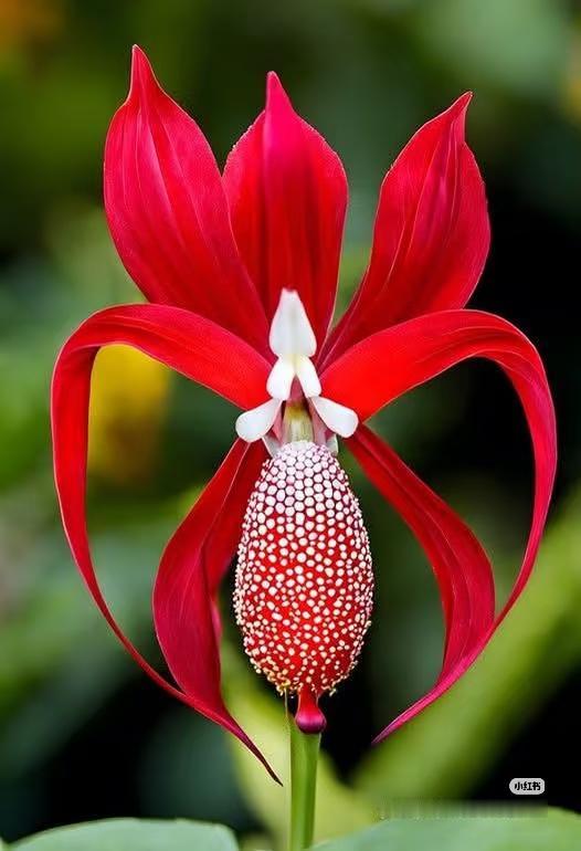 我发现个玩意儿长得也太离谱了！
 
家人们谁懂啊！昨天瞅见个植物，叶子皱巴巴的像