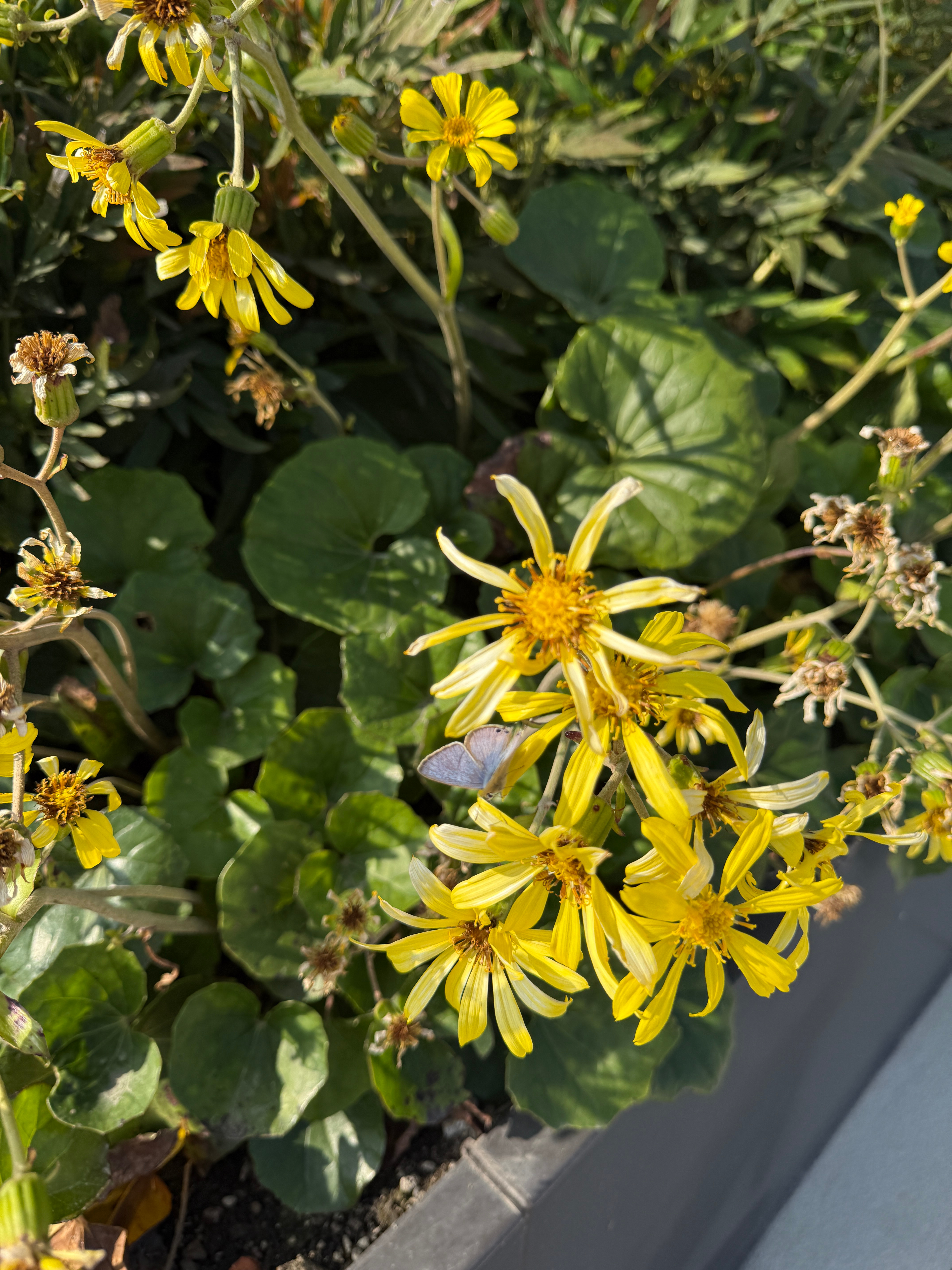 没有一个抹茶控能空手离开盒马谁还没冲盒马这波抹茶新品一口气炫完热门款，从清抹到苦