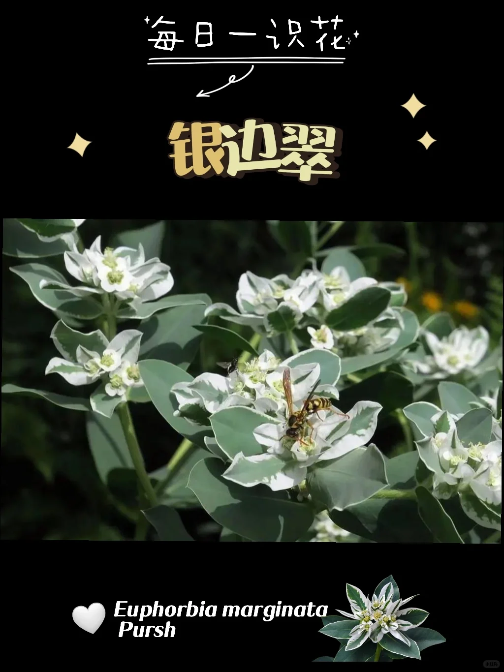 每天认识一种花之【银边翠】day76