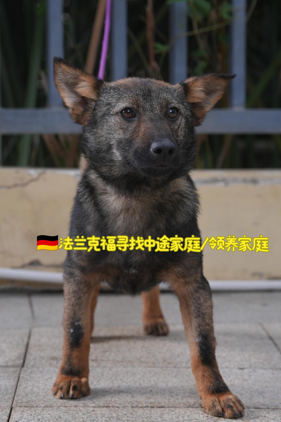 急急急！🇩🇪德国法兰克福寻找中途家庭