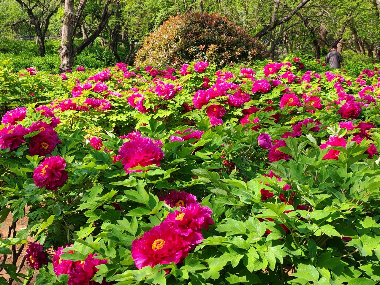 粉嫩的花朵绽放，绿意盎然的花园，快来打卡吧！🌸🌿济南泉城公园牡丹园。