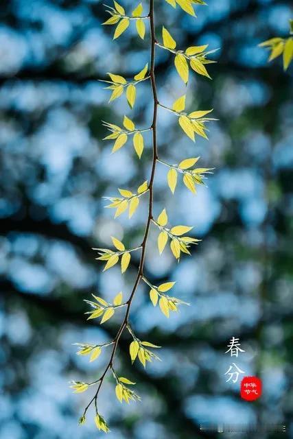 中国🇨🇳有个节气与“昼夜平分”有关
是春分

春分是二十四节气中的第四个节气