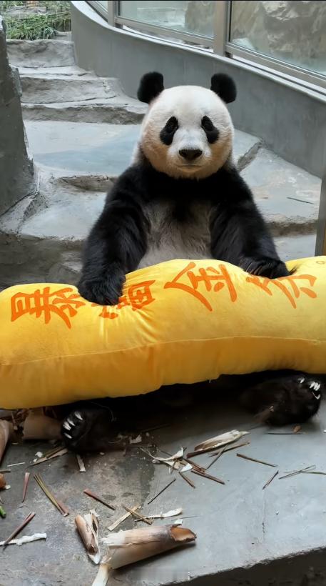 星安的一次性暴富金条！ ​​​